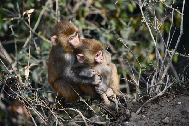 猴是哪几年出生的，猴年几月出生更好