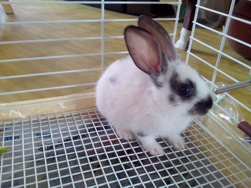 络上说的兔子是什么意思,兔子和骆驼兔子是哪个