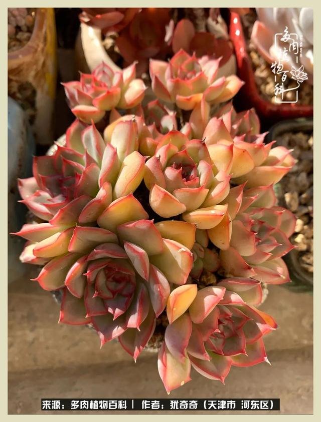 呗呗兔的土豪闺蜜是谁，呗呗兔和兔小六的关系