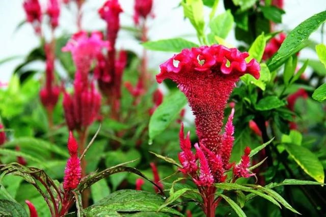 属兔的跟十二生肖里边哪一个最配，生肖兔和兔相配吗