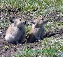 属鼠的比兔大几岁，属鼠跟属兔的婚配好吗