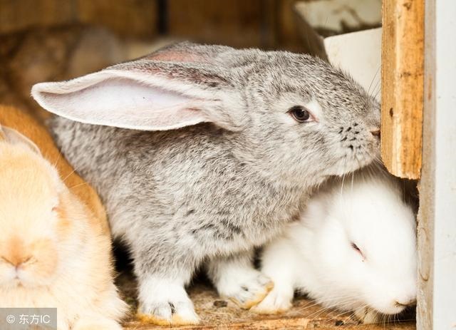 5年财运什么时候好，1975女兔在哪年行大运"