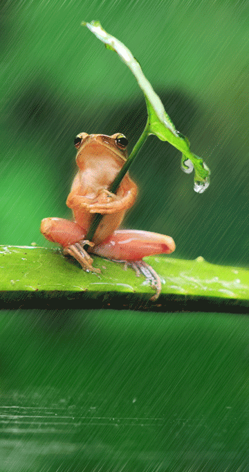 玉兔上龙床是哪个预言中的， 2023年出现