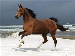 属马的都是几几年的，属马的是几几年出生的