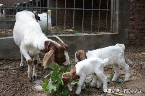 羊一次配多长时间，羊一般多长时间出栏