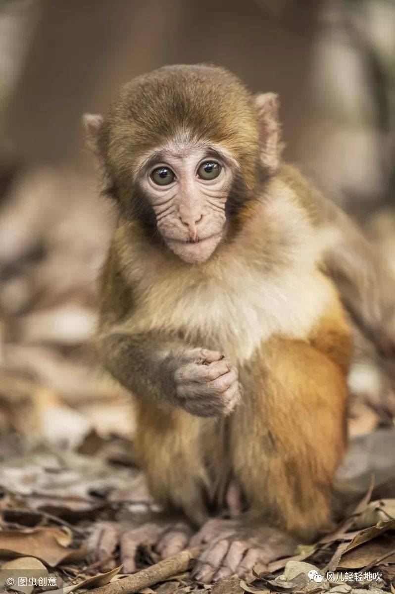 六八年出生的猴是什么命，属鼠是什么命