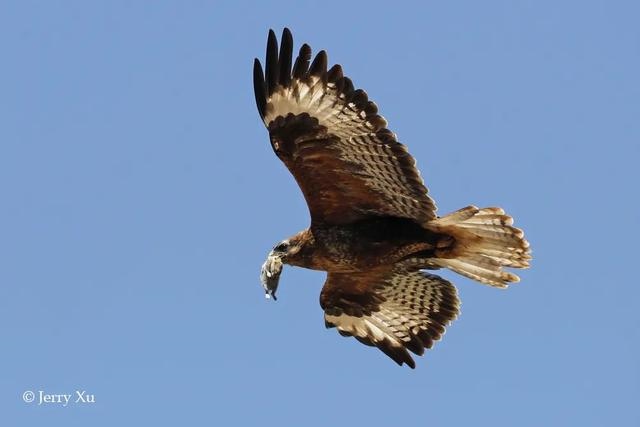 鼠兔生个鼠宝宝怎样，属兔的父母生鼠宝宝好吗
