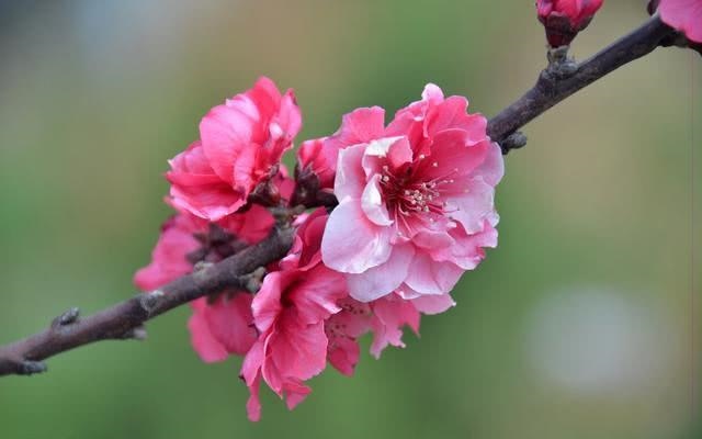 022年属兔的桃花运，2022年75单身属兔女"