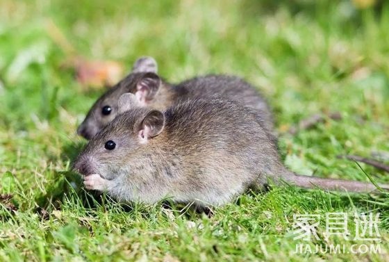 属鼠2022年多大,1972年到2022年多大年龄