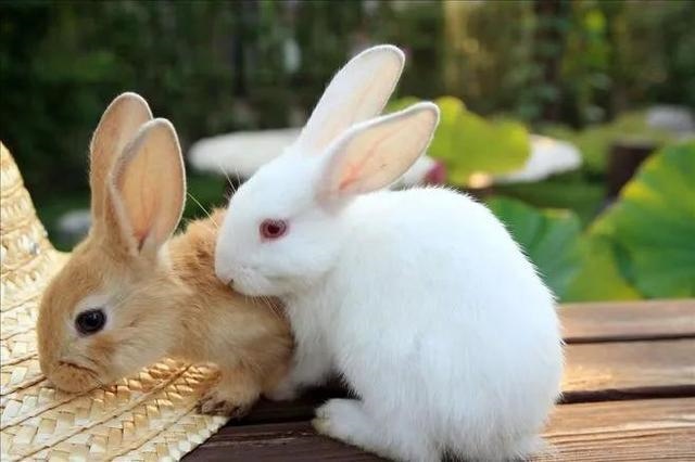 属兔人是不是命特别苦，1987年女属兔是什么命