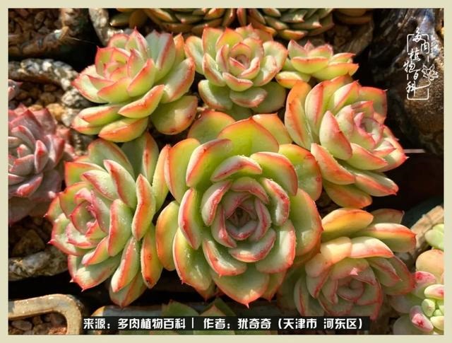 呗呗兔的土豪闺蜜是谁，呗呗兔和兔小六的关系