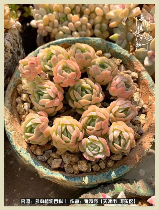 呗呗兔的土豪闺蜜是谁，呗呗兔和兔小六的关系