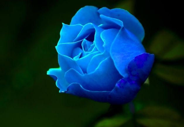 家里养什么花带来姻缘，室内养花哪种花好养