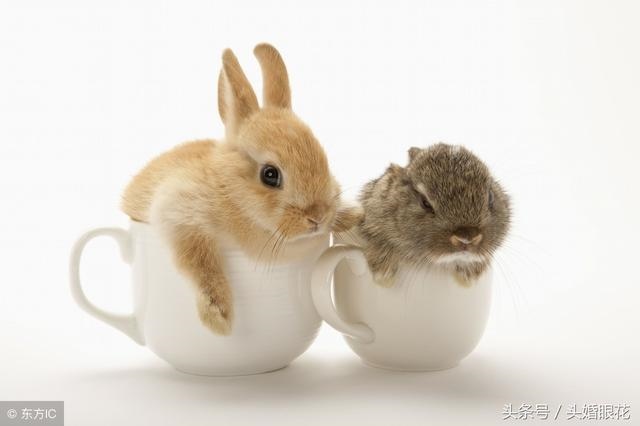 975年属兔的桃花劫，1975年属兔人一生命运"