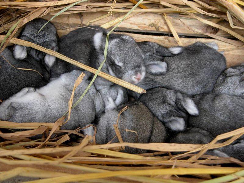 属兔男和属龙女相配吗婚姻，1999兔男2000龙女婚配