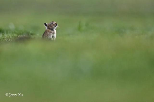 鼠兔生个鼠宝宝怎样，属兔的父母生鼠宝宝好吗