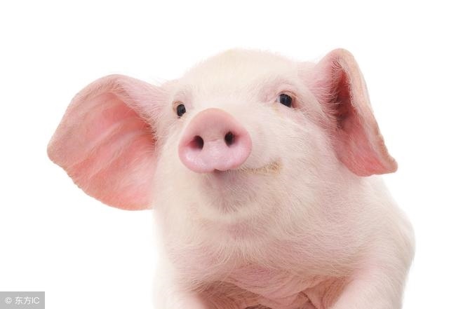 属马的和什么生肖最配婚，生肖马的婚配属相