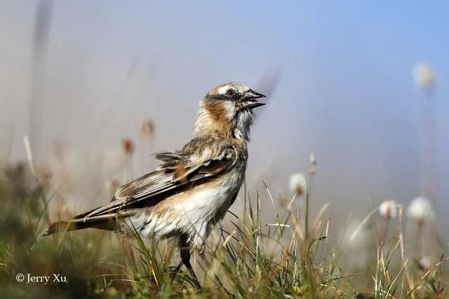 鼠兔生个鼠宝宝怎样，属兔的父母生鼠宝宝好吗