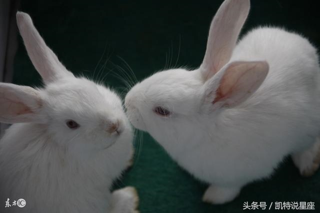 9年属兔人的全年运势怎么样，1999年属兔男2022