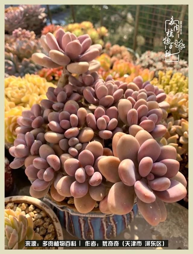 呗呗兔的土豪闺蜜是谁，呗呗兔和兔小六的关系