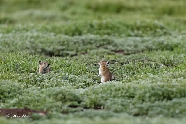 鼠兔生个鼠宝宝怎样，属兔的父母生鼠宝宝好吗