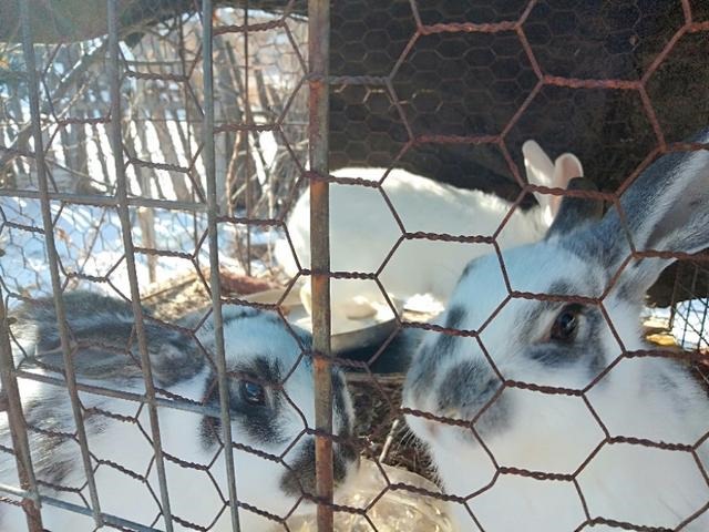 兔子怎么养它会和你熟，养兔子的十大禁忌