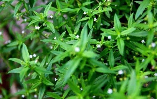 属兔的跟十二生肖里边哪一个最配，生肖兔和兔相配吗