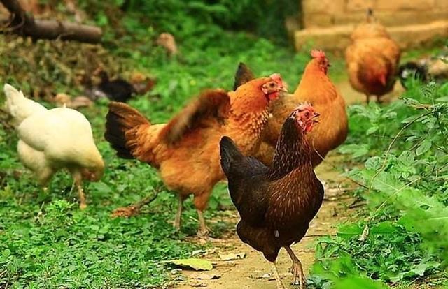 973年属什么生肖，73年属牛是什么命"