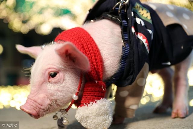 3年属猪人今日财运,83年属猪2022