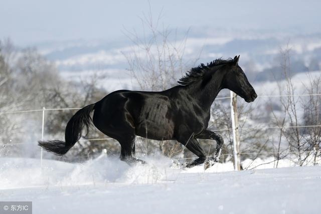 2年属马一生的大劫，属马在2022