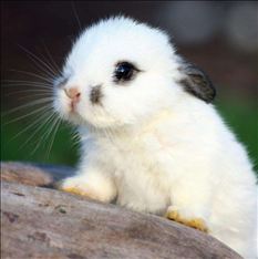 兔几月出生最不好，属兔忌讳几月出生农历