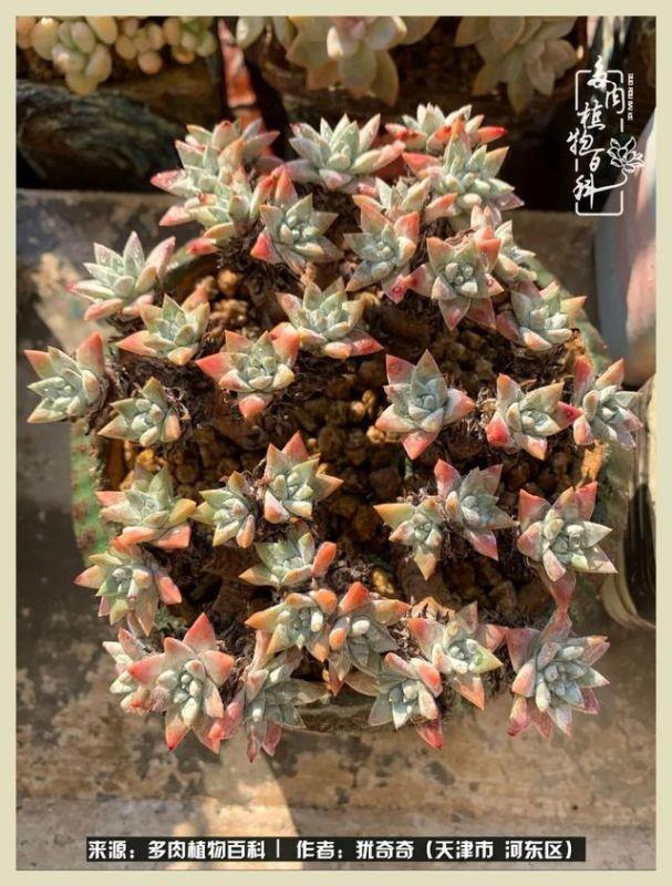 呗呗兔的土豪闺蜜是谁，呗呗兔和兔小六的关系