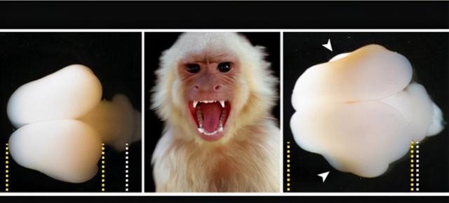 猴一岁相当于人多少岁，属猴的人今年更大多少岁