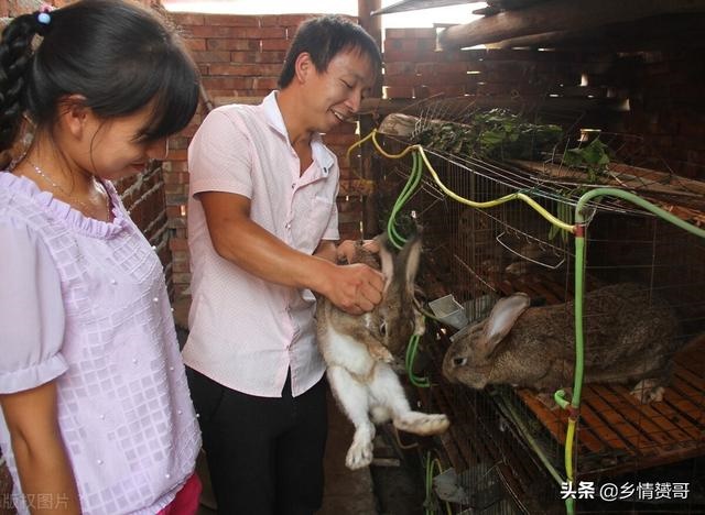 散养野兔用什么围栏 ，农村致富项目