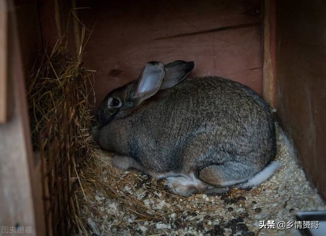 散养野兔用什么围栏 ，农村致富项目