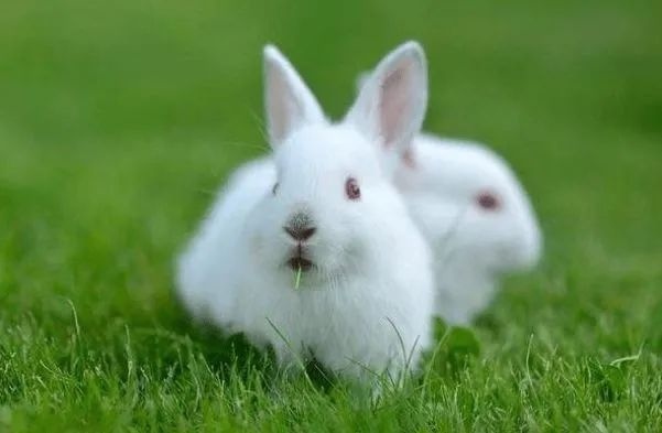 兔是哪一年出生,属羊的是哪年出生