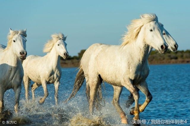 022年属龙人的全年幸运色,2022年属狗的幸运色"