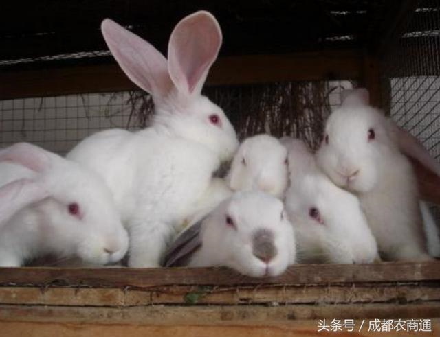 兔子喂养 *** 禁忌,胸前的兔子立起来了