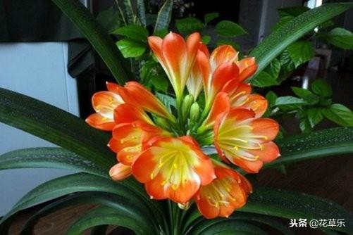 022年什么生肖运势最旺，2022