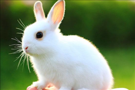 属狗与兔生肖相配吗，生肖猪和兔的婚姻相配