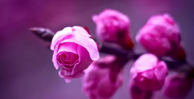 有桃花运是什么意思，桃花运泛滥是什么意思