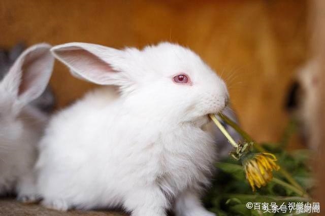 属兔最下一周运势，星座一周运势查询