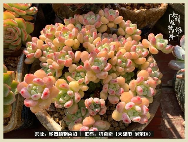 呗呗兔的土豪闺蜜是谁，呗呗兔和兔小六的关系