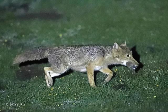 鼠兔生个鼠宝宝怎样，属兔的父母生鼠宝宝好吗