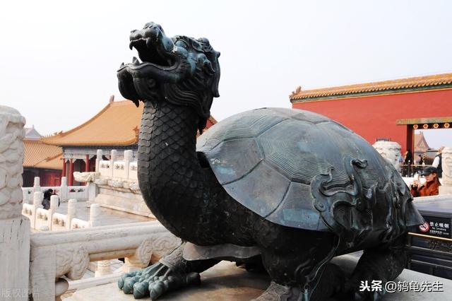 5年兔能活多久1949年，垂耳兔最多能活多久"