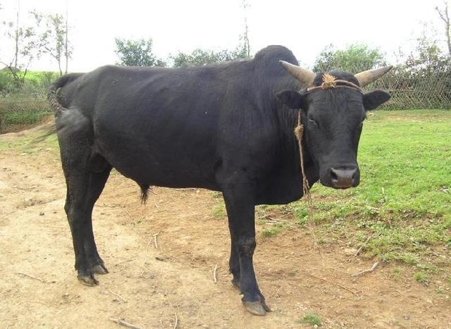 属兔的是几几年生人，属狗的都是哪一年的