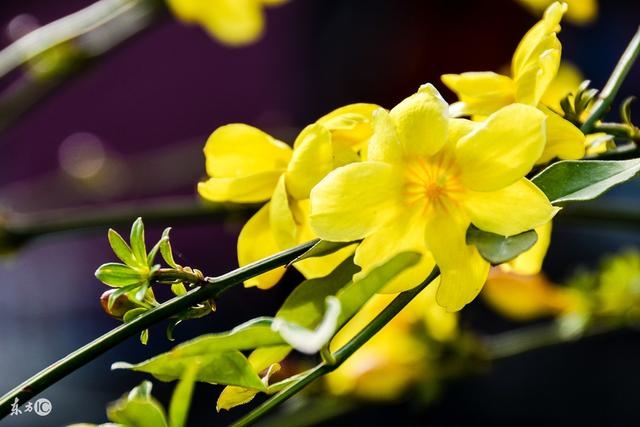 993属鸡的桃花贵人虎，属鸡女的贵人"