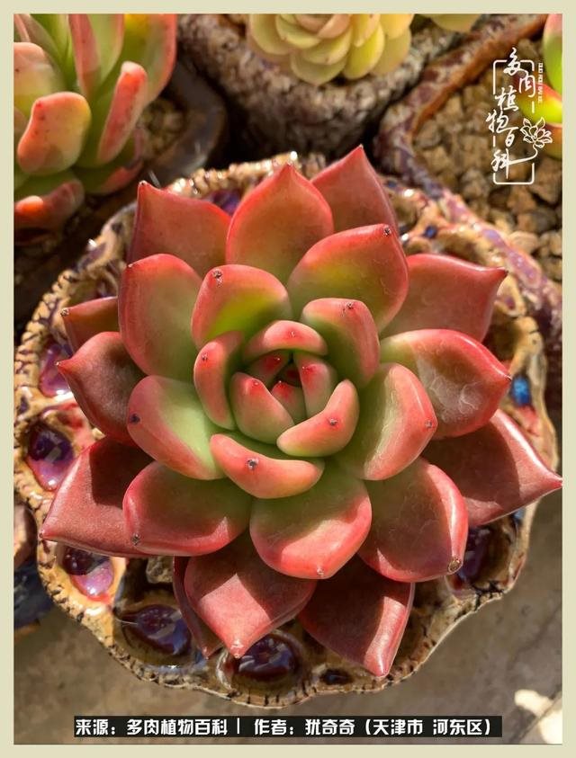 呗呗兔的土豪闺蜜是谁，呗呗兔和兔小六的关系