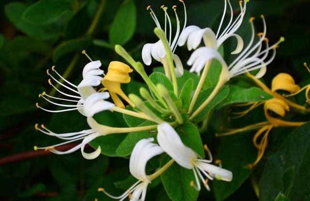 最有富贵命的五大生肖，必富贵一生的4大生肖