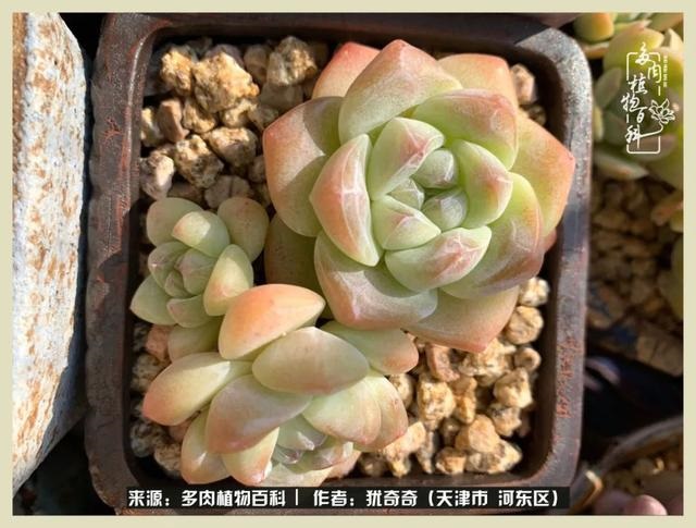 呗呗兔的土豪闺蜜是谁，呗呗兔和兔小六的关系